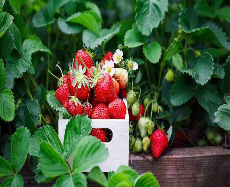 Essential April Care for Strawberry Plants: 5 Key Steps for Bigger Berries
