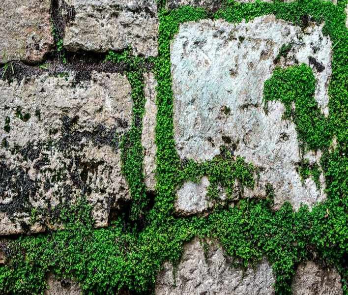 Soleirolia soleirolii Care Tips: 5 Essential Strategies for This Creeping Plant