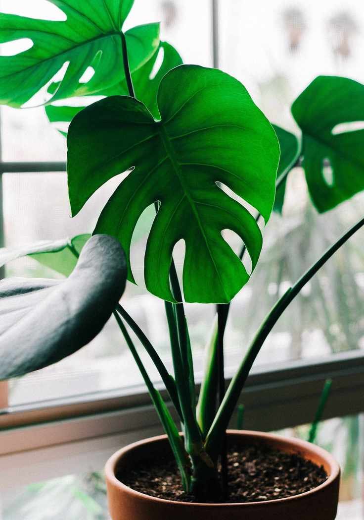 monstera or swiss cheese plant