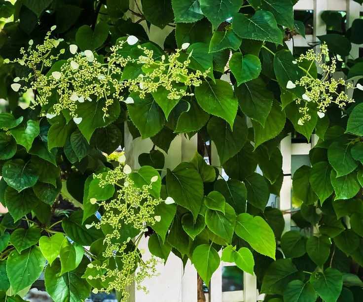 Climbing hydrangea on fence