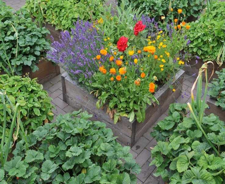 Choosing the Top Material for Raised Garden Beds: A Stylish Approach