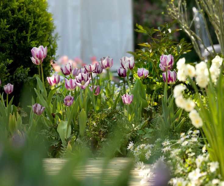 Tulip Triumph Zurel Purple