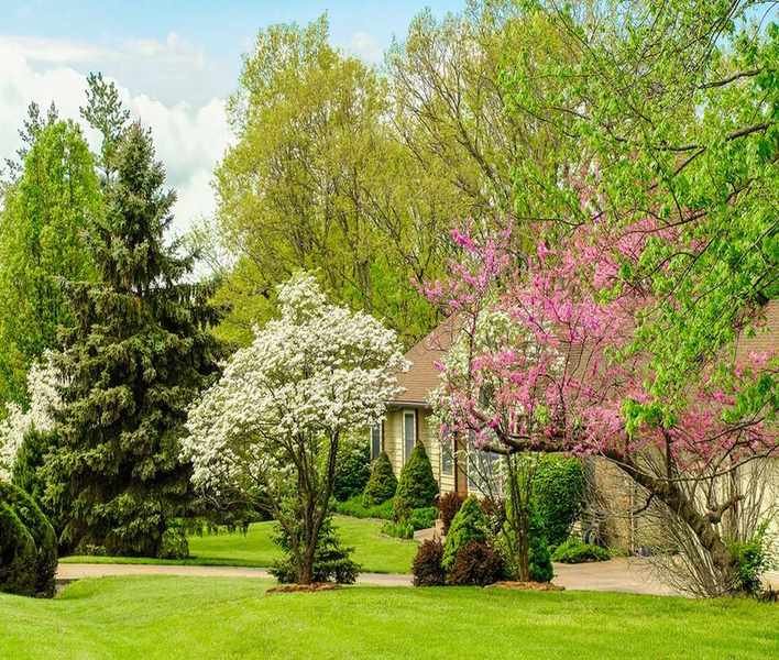 Choosing the Ideal Tree for Your Yard: A Comprehensive Checklist
