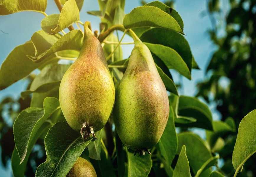 Growing Pear Trees: A Complete Guide for Healthy Harvests