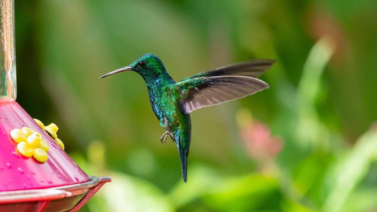 Common Hummingbird Feeder Mistakes and How to Avoid Them