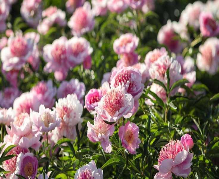 Winterizing Peonies: Essential Tips for Protecting Your Plants