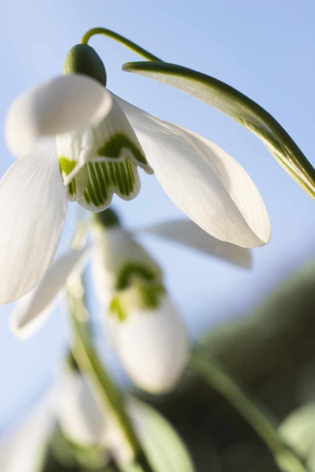 Galanthus Atkinsii