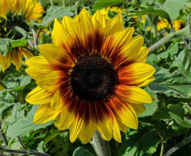 Planting Sunflower Seeds for Vibrant Summer Blooms