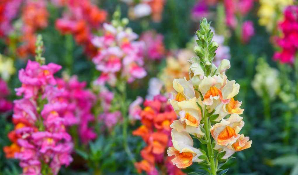 Deadheading Snapdragons: Essential Tips for a Thriving Garden