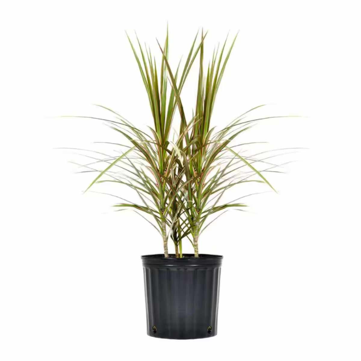 Dracaena Bi Color Plant Madagascar Dragon Tree in black pot against white background.