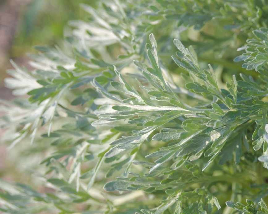 coastal plant artemisia