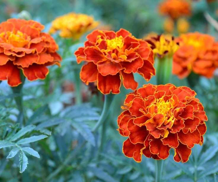 French marigolds
