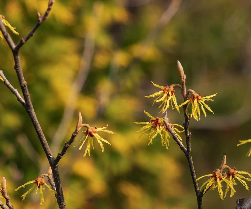 Flower of hamamelis intermedia in early spring.