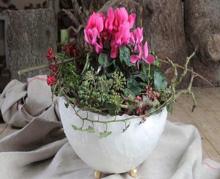 Indoor Cyclamen Care: Tips for Months of Stunning Blooms
