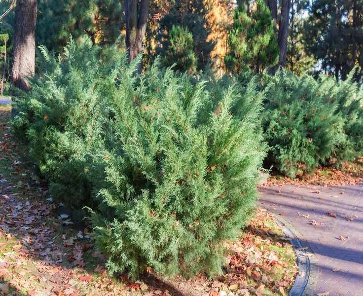 Expert Tips for Pruning Junipers to Maintain Their Beauty and Shape