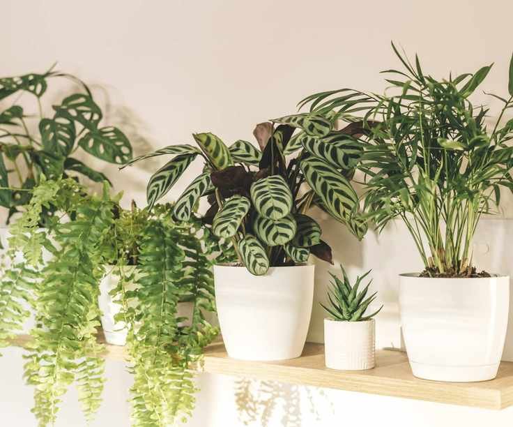 Houseplants including calathea
