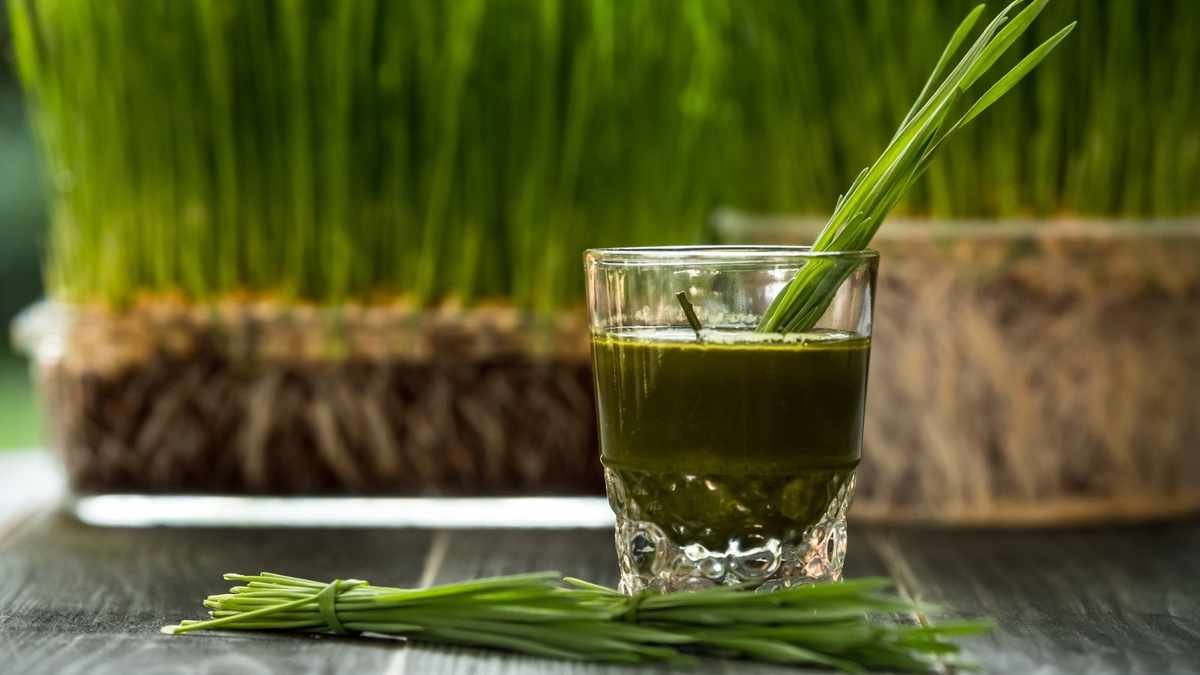 Growing Wheatgrass: Your Guide to This Nutrient-Packed Superfood