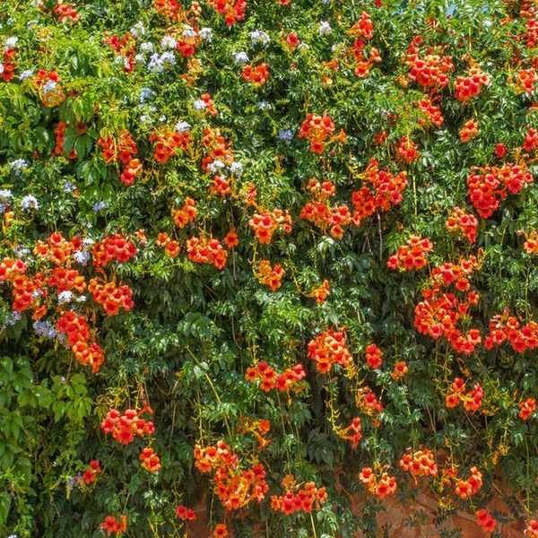 Trumpet vine growing over a garden wall