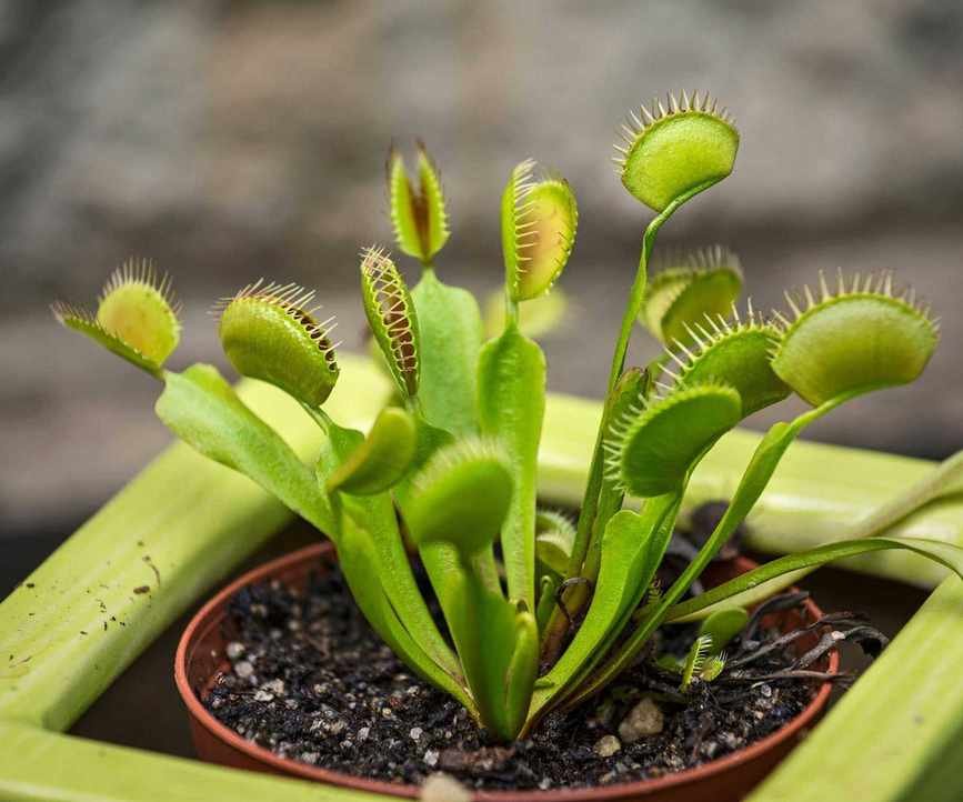 Venus flytraps