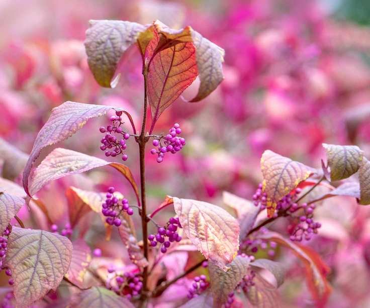 beautyberry berries