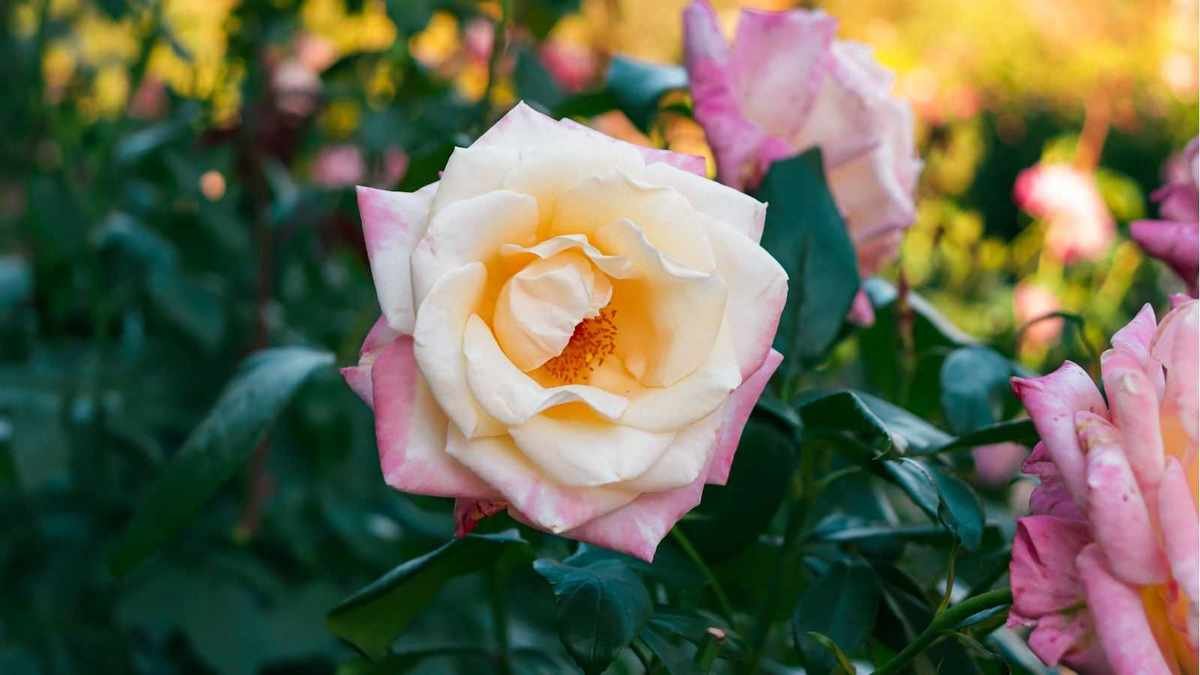 Discover the Resilient 'Peace' Rose: Blooms That Endure Until Fall