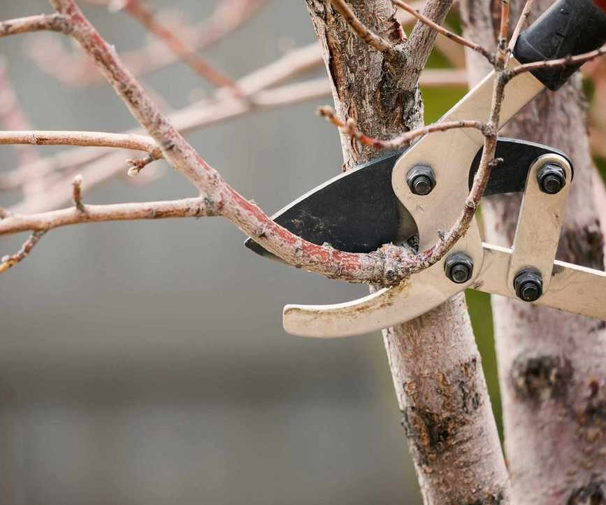 pruning tree branches