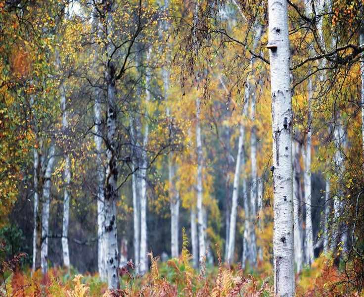 Essential Tips for Pruning Birch Trees to Ensure Health and Beauty