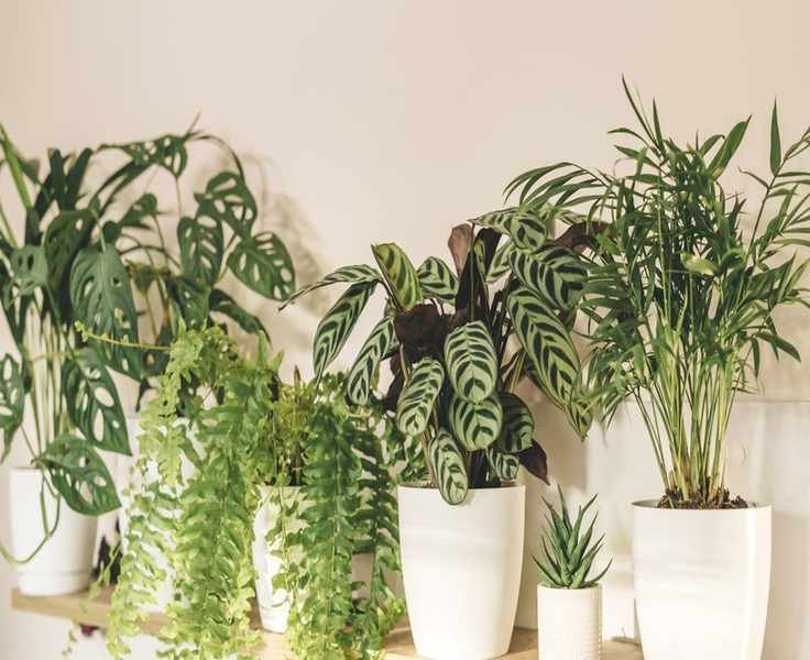 Calathea Leaves Curling? Causes and Solutions Revealed