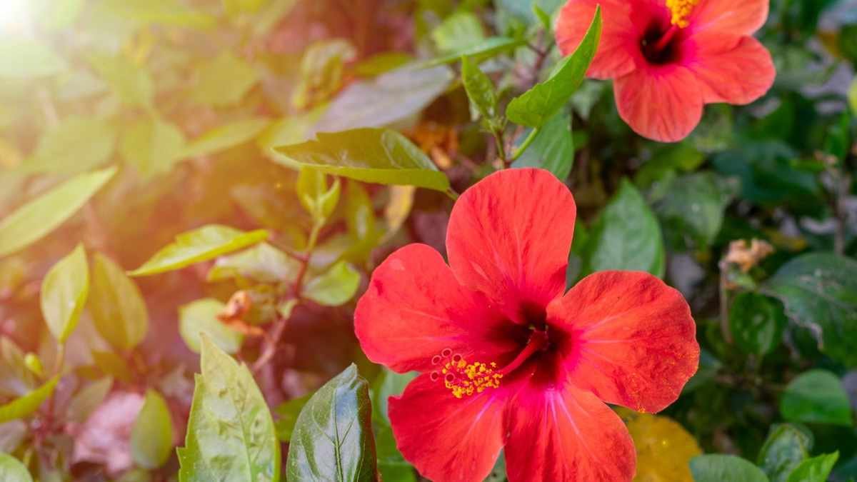 Growing Hardy Hibiscus in Pots: Expert Tips for Container Gardening