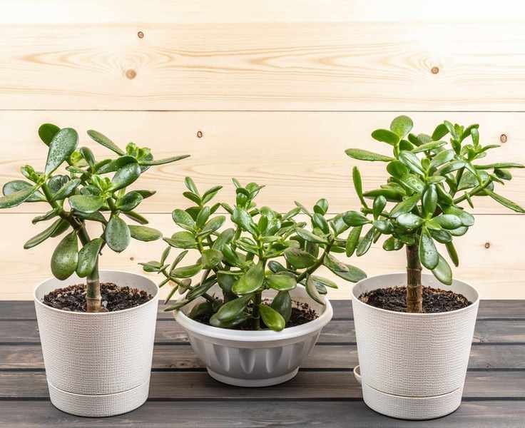Plants to avoid in the bathroom