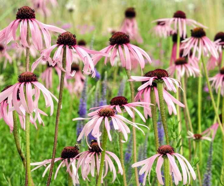echinacea pallida