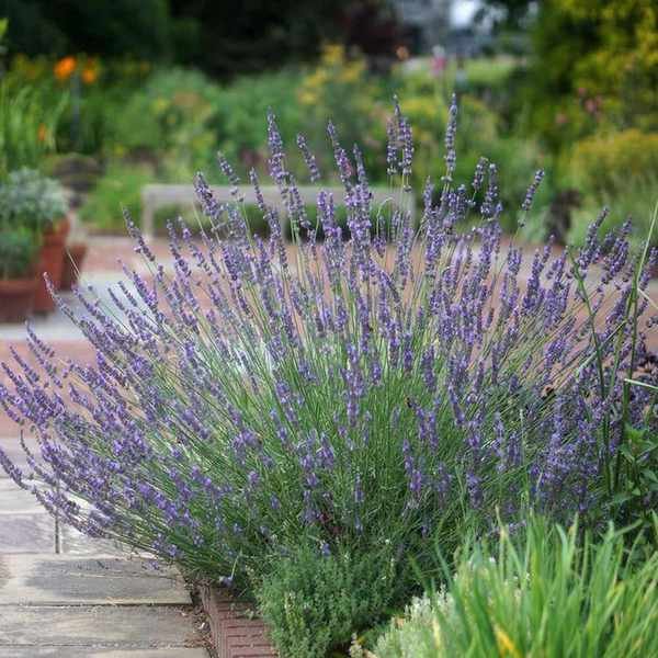 lavender Phenomenal ('Niko') flowering in pathway edging display