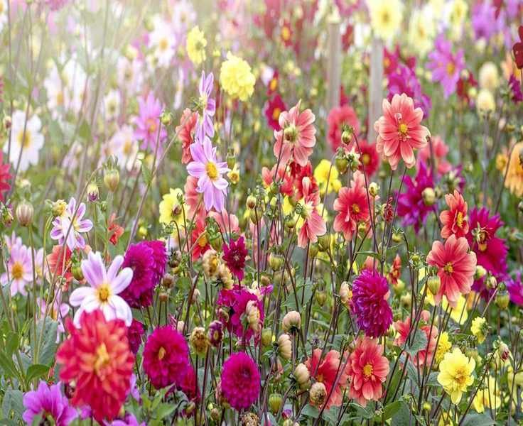 Double Your Dahlia Blooms with This Simple Gardening Trick
