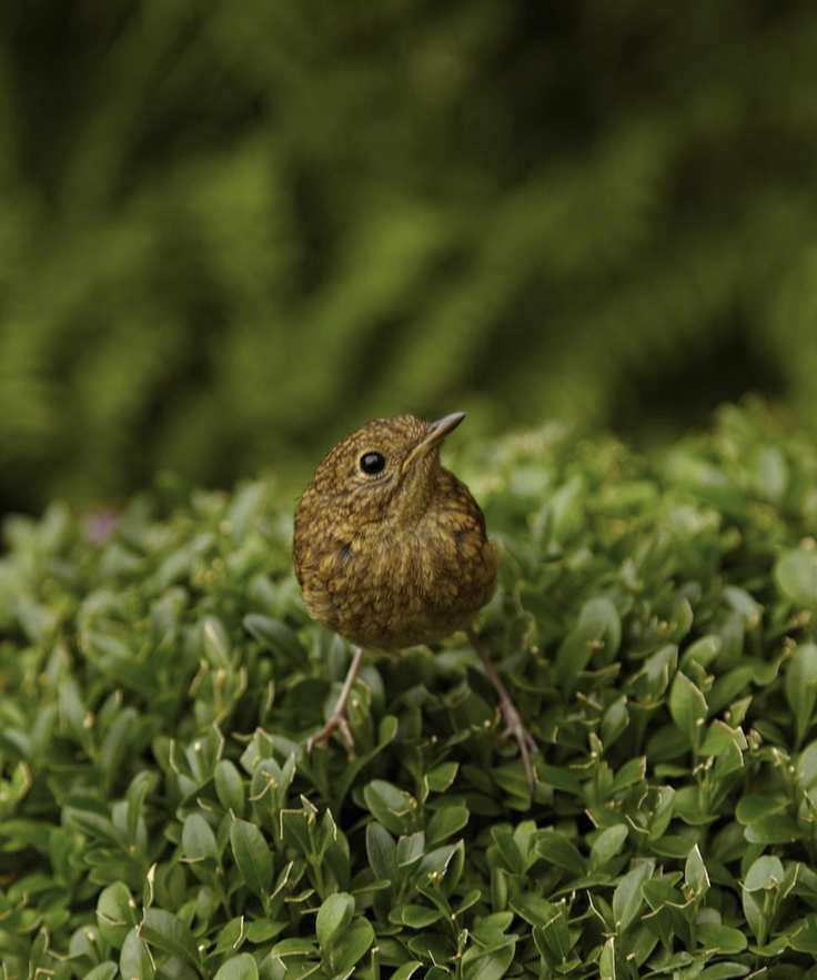 What not to feed wild birds: Expert bird feeding mistakes, brown bird in a garden