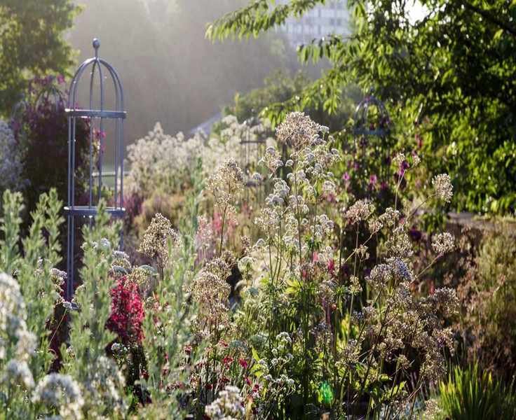 5 Quick-Growing Plants to Brighten Your Rental Garden This Season