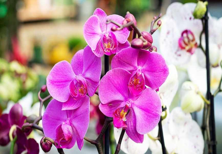 Orchid Flowers Dropping? Discover Key Reasons and Solutions