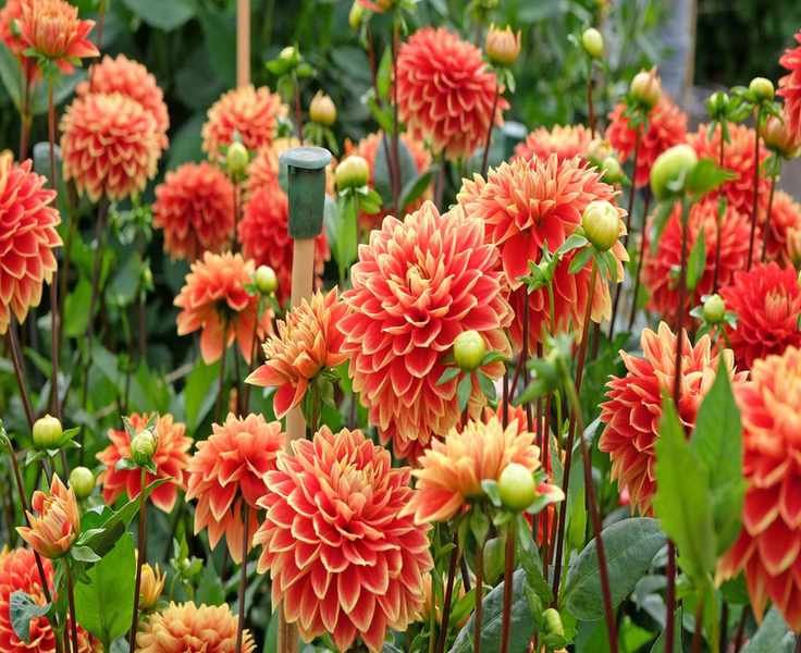 Mastering Deadheading Dahlias for Blooms That Last Through Fall