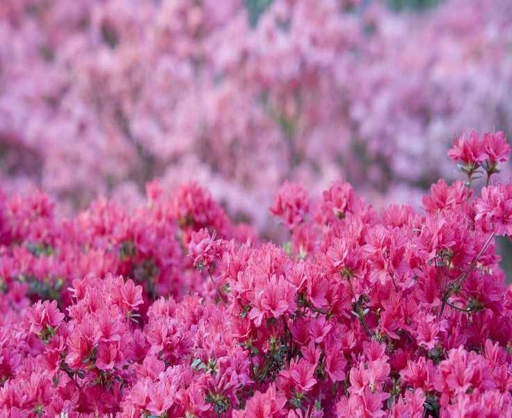 Pruning Azaleas: Tips for Healthy and Vibrant Shrubs