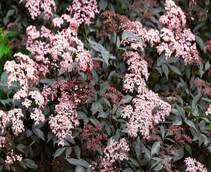 5 Low-Maintenance Shrubs for a Carefree Garden – Easy Picks for Your Borders