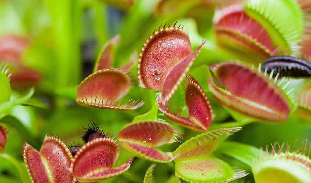 Carnivorous Plants: 5 Intriguing Varieties for Indoor Growth