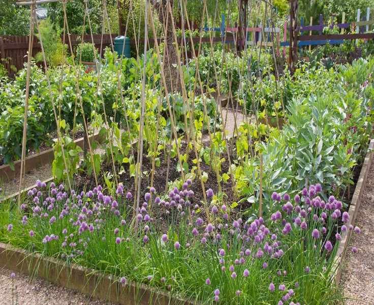 6 Mistakes in Companion Planting to Avoid for a Thriving Garden