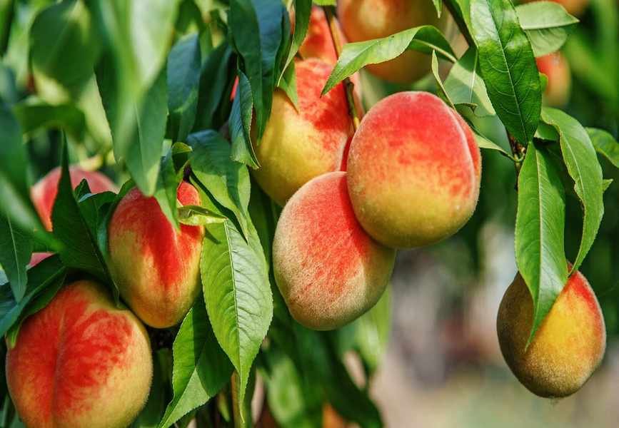 Growing a Peach Tree from Seed for Sweet, Juicy Harvests