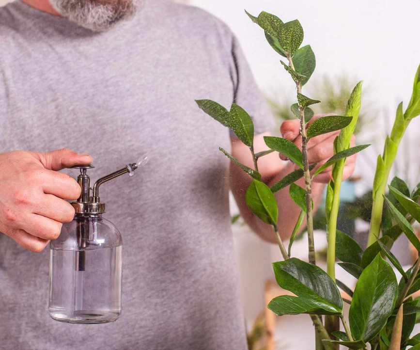 man misting a ZZ plant