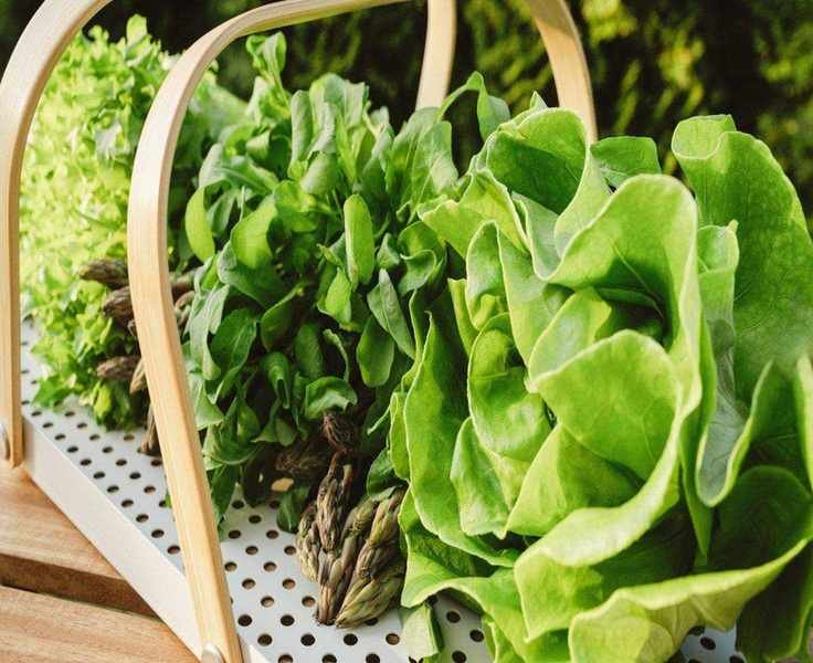 Boost Your Leafy Greens with the Right Nitrogen Fertilizer