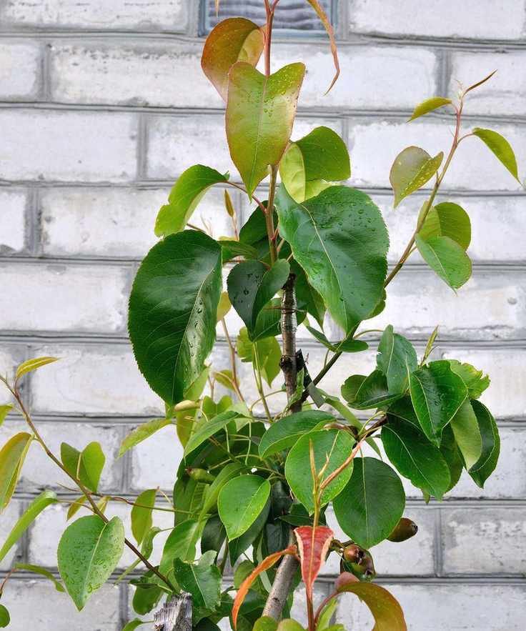 asian pears plant propagated from grafting