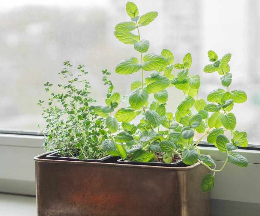 Mint and thyme growing indoors on a windowsill