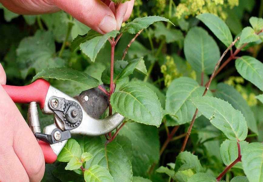 Avoid These 8 Common Mistakes When Taking Plant Cuttings