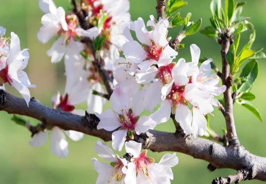 Top Trees for Spring Blooms – 5 Stunning Choices for Any Yard