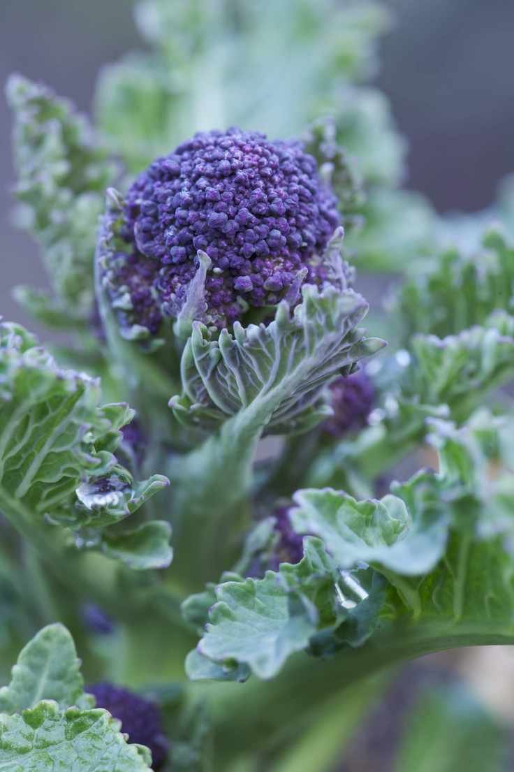 purple sprouting broccoli