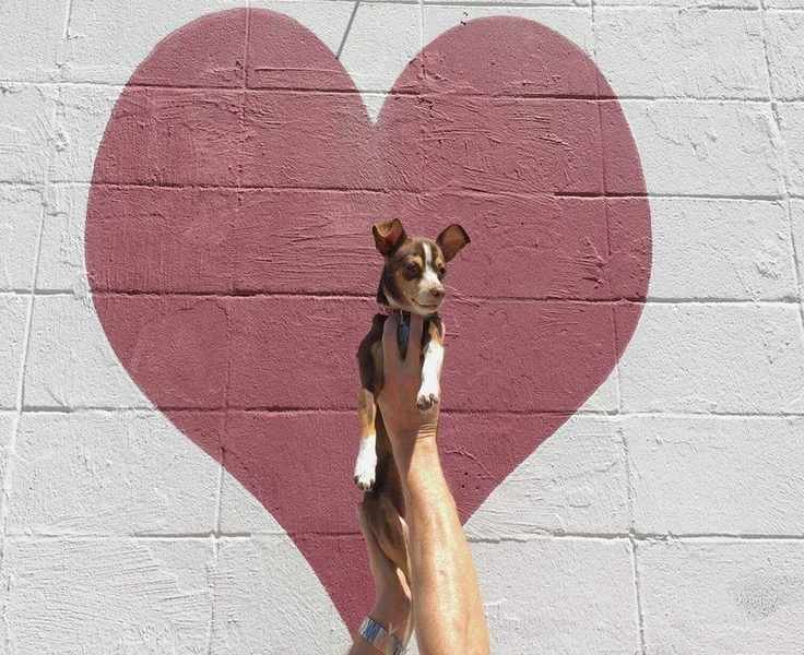 Surprising Expenses of Welcoming a Pet During the Pandemic